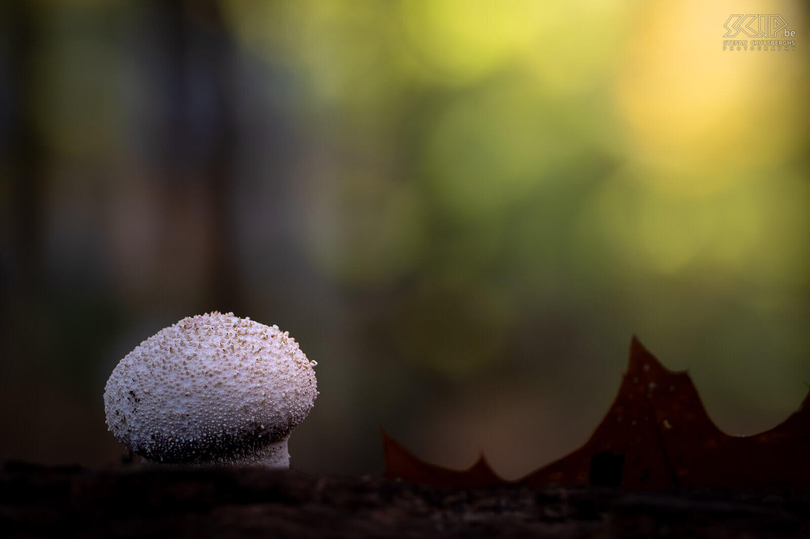 Mushrooms - Common puffball This autumn many beautiful mushrooms and fungi appear again in our forests and gardens Stefan Cruysberghs